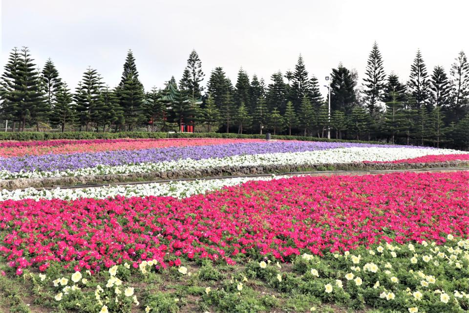 ▲澎湖休憩園區「幸福島嶼」花海景觀佔地60公頃的園區，每年春節前後，從台灣返回澎湖家鄉的遊子，都會到此踏青春遊，享受故鄉浪漫動人的春意盎然。（圖／記者張塵攝，2020.01.17）