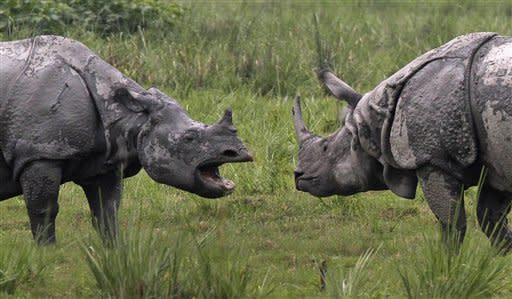 A male, right, and a female one- horned rhinoceros face each other at the Pobitora wildlife sanctuary, about 55 kilometers east of Gauhati, India, Saturday, May 19, 2012. Pobitora has the highest density of rhino population in the world. (AP Photo/Anupam Nath)