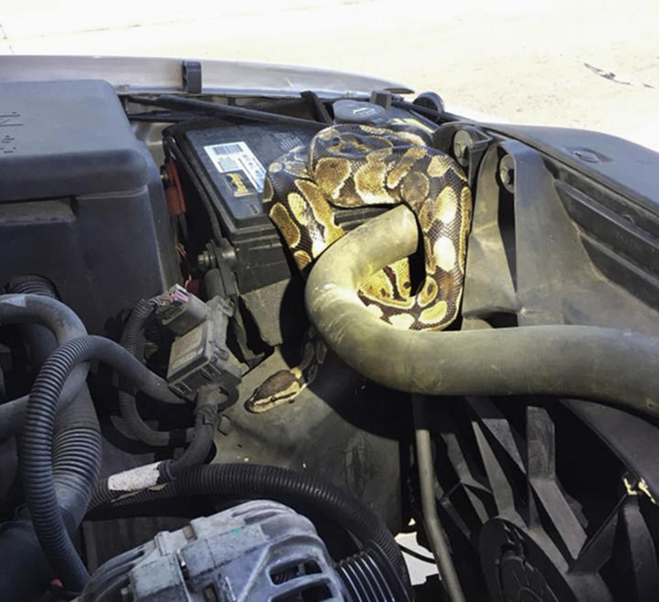 This Wednesday, Aug. 22, 2018, photo provided by the Omro Police Department in Omro, Wis., shows a 4-foot-long Ball python that was discovered wrapped around a car engine. It took hours to unwind and coax the snake from the engine compartment. Police say the snake escaped from its owner more than a month ago. (Omro Police Department via AP)