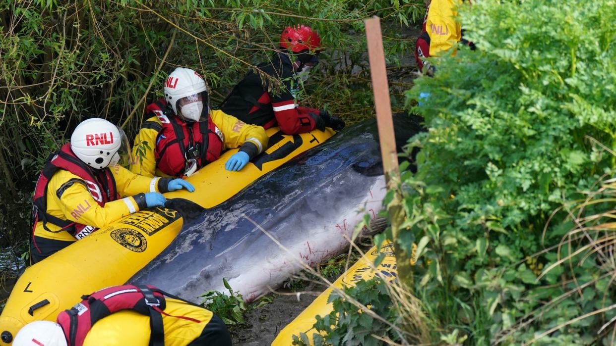 Rettungskräfte bemühen sich an einer Schleuse in der Themse um den jungen Minkwal.