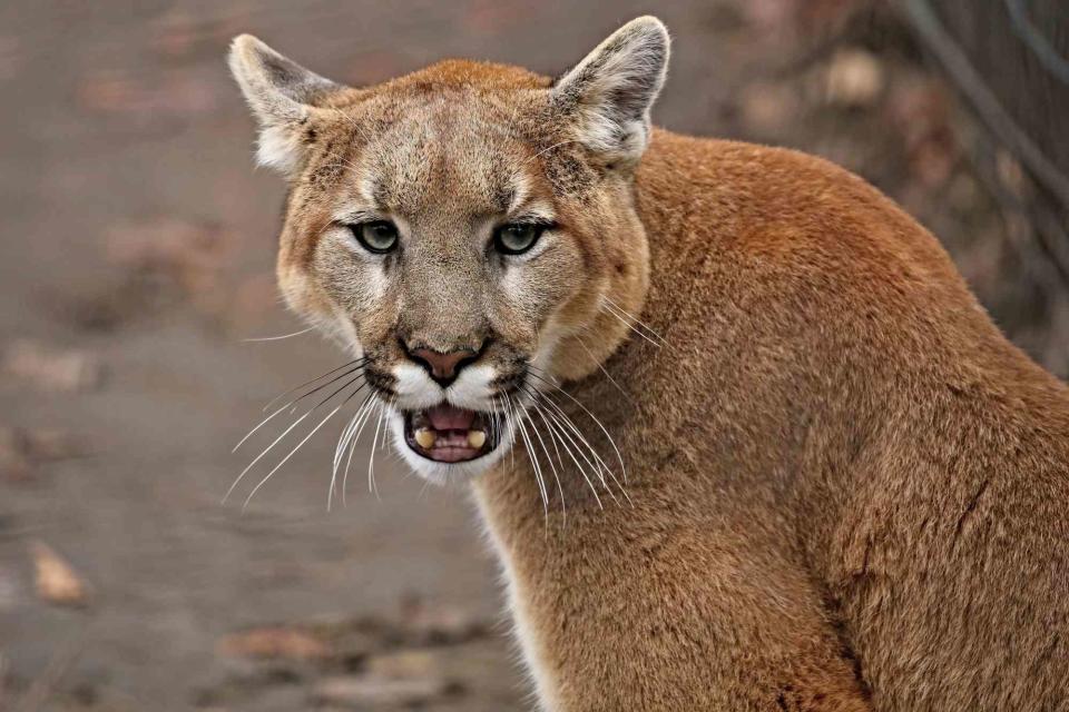 <p>Getty</p> A stock photo of a mountain lion.
