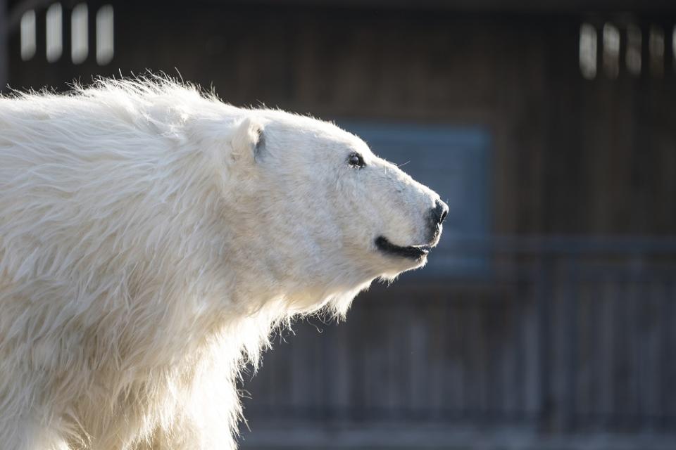 動物裝逼真 令人分不清是人類還是動物