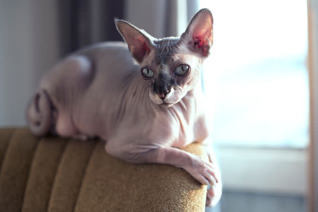 <p>Getty</p> Sphynx cat