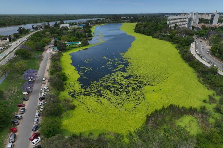 El fenómeno es consecuencia directa de la proliferación en los últimos meses de Pistia stratiotes, conocida popularmente como lechuga o repollito de agua