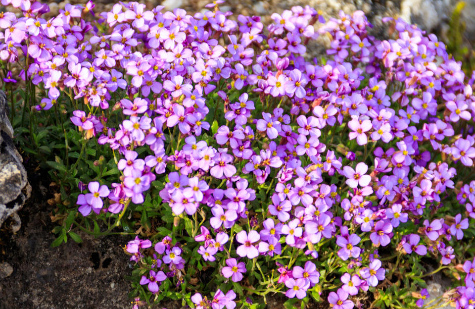 Les aubriètes