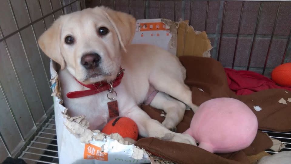 Roger, seen here as a puppy, cuddles with his toys. - Kaohsiung Fire Department