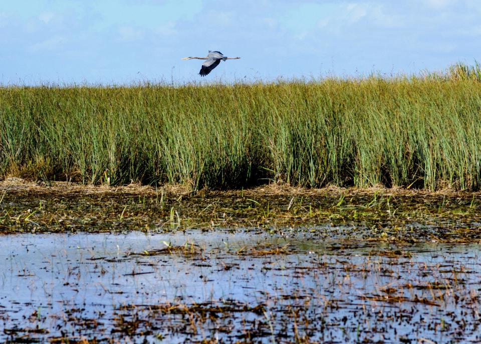 Everglades National Park, Florida