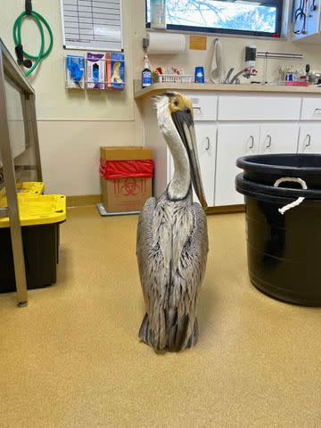 <p>Florida WIldlife Hospital</p> An injured pelican at the Florida Wildlife Hospital