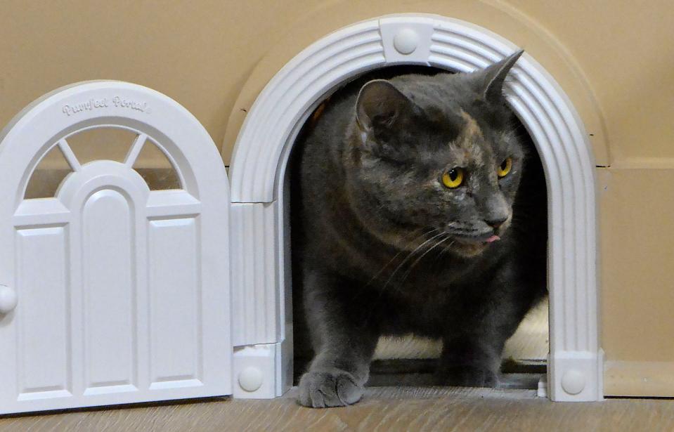 Savana, a one-year-old female, tries one of the doors leading to the litter-box room at Purrista Cat Cafe.