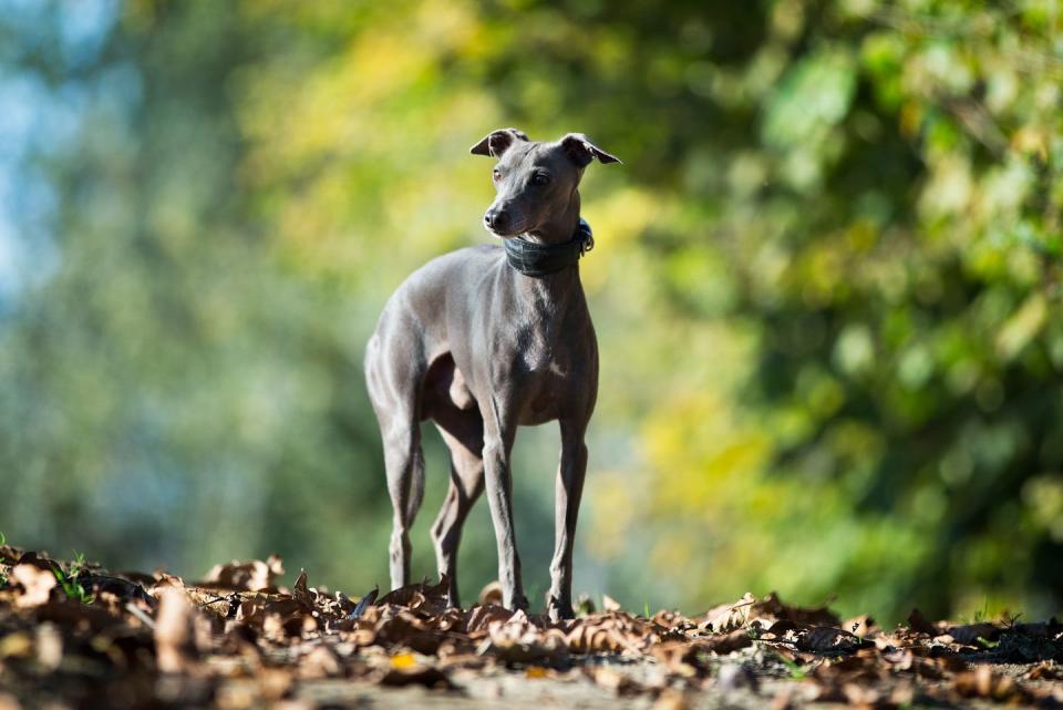 close up of purebred italian greyhound standing on field smallest dog breeds