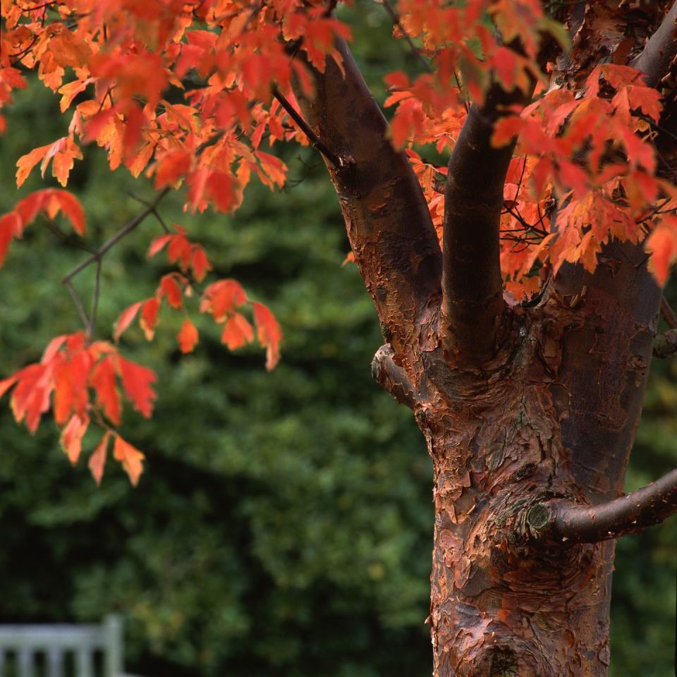 paperbark maple