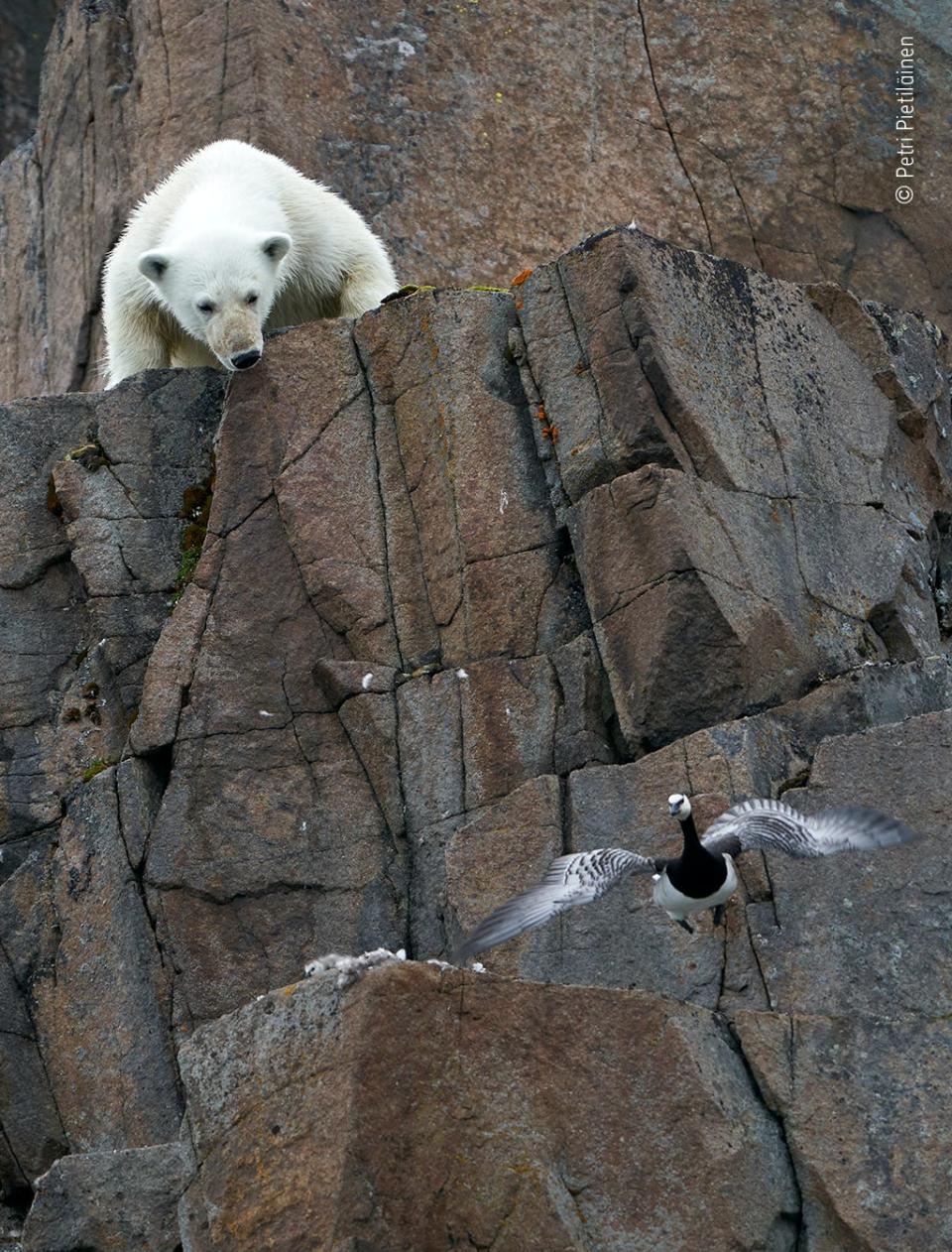 © Petri Pietiläinen, Wildlife Photographer of the Year