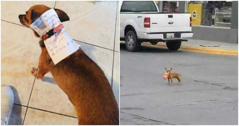 吉娃娃乖乖讓主人在項圈裡放紙條、錢，獨自一犬完成任務。（合成圖／Antonio Muñoz臉書）