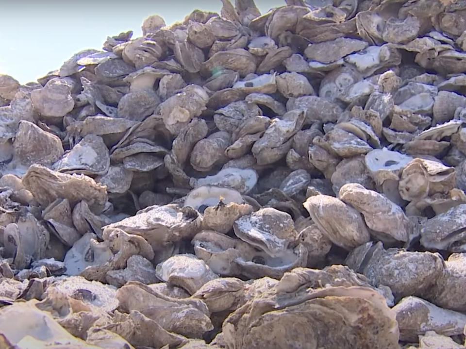 A massive pile of oyster shells collected by Pier 6 Seafood and Oyster House in San Leon, Texas. The shells will be reintroduced to reefs in Galveston Bay to help promote regrowth of the oyster population after storms in Houston nearly wiped out the oyster population in the bay (screengrab/KHOU)