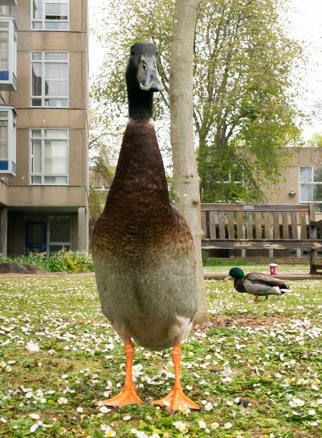 Long Boi, o pato do campus da Universidade de York 