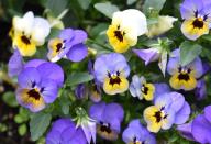 <p>Looking to brighten your garden? Pansies come in bright colors. Featuring heart-shaped petals that overlap, these pretty flowers do best in cool weather. </p><p><strong>Bloom seasons</strong>: Year-round</p><p><a class="link " href="https://www.amazon.com/Scuddles-Garden-Tools-Set-Gardening/dp/B07621FLPW/ref=sr_1_3_sspa?keywords=gardening+kit&qid=1584129763&sr=8-3-spons&psc=1&spLa=ZW5jcnlwdGVkUXVhbGlmaWVyPUEzRzFTWUVQSTFQTDFRJmVuY3J5cHRlZElkPUEwMDMzOTg2MkVDV0dSUUVSWVlOVyZlbmNyeXB0ZWRBZElkPUEwMTYyMTE3VVZYMUc5OVhJTDY1JndpZGdldE5hbWU9c3BfYXRmJmFjdGlvbj1jbGlja1JlZGlyZWN0JmRvTm90TG9nQ2xpY2s9dHJ1ZQ%3D%3D&tag=syn-yahoo-20&ascsubtag=%5Bartid%7C10063.g.35661704%5Bsrc%7Cyahoo-us" rel="nofollow noopener" target="_blank" data-ylk="slk:SHOP GARDENING KIT;elm:context_link;itc:0;sec:content-canvas">SHOP GARDENING KIT</a></p>