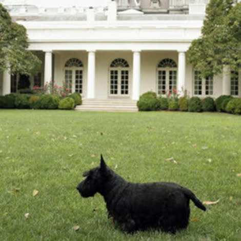 Barney the dog in front of the White House