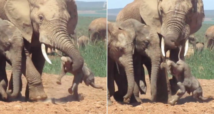 The adult male lifted the baby in its trunk (Caters)