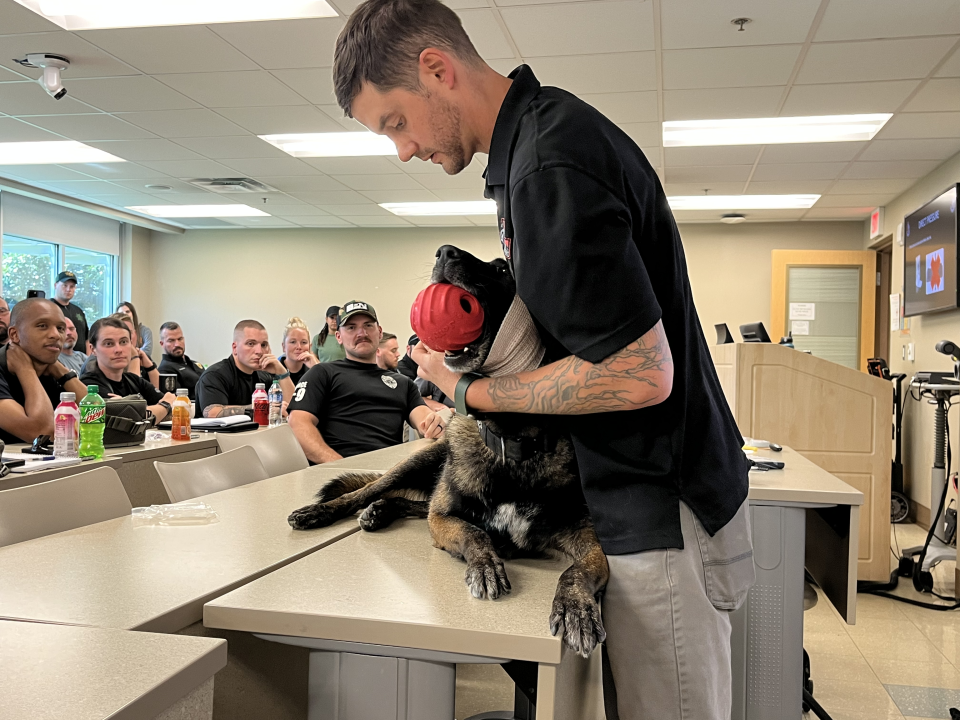 K9s United instructor demonstrates how to pack and wrap head wounds on a working dog K-9 Karlos.