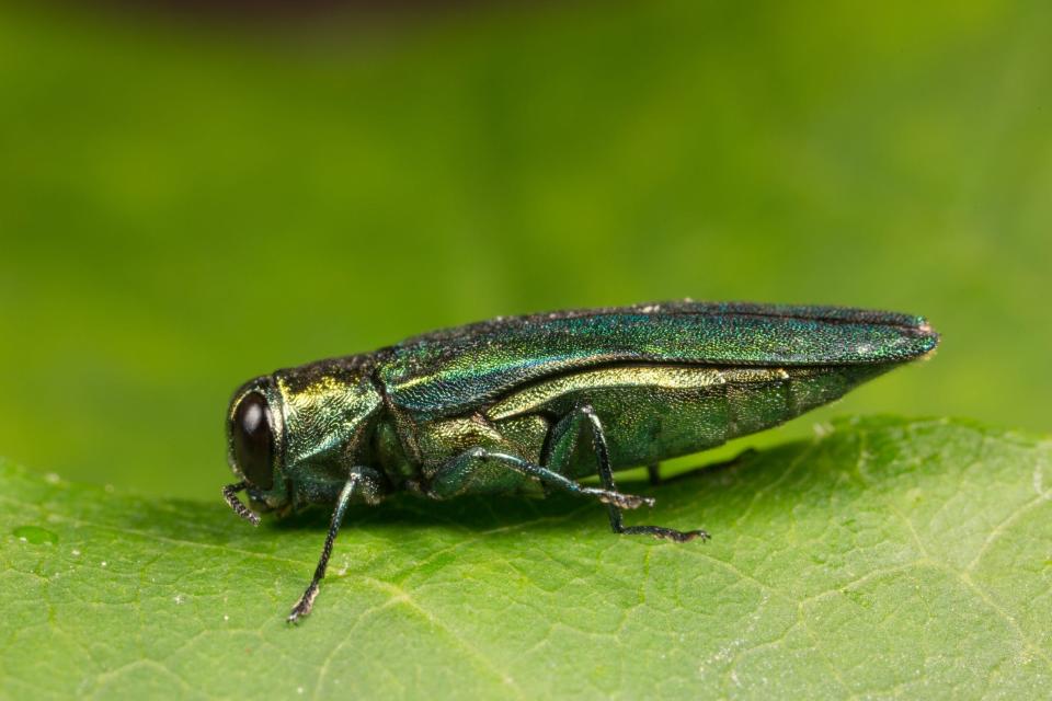 Photograph of the shiny emerald green ash borer on a neutral green background.