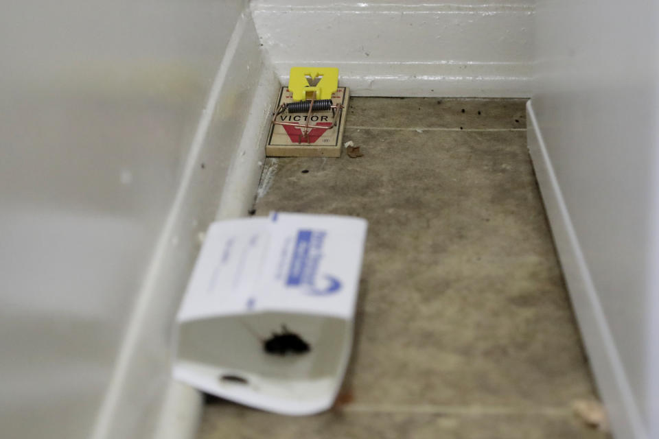 Mice droppings are seen near a mouse trap and a glue trap in the kitchen of Davon Jones' residence at the Commons at White Marsh apartments, Tuesday, July 30, 2019, in Baltimore. The apartment complex is owned by Jared Kushner, son-in-law of President Donald Trump, who days earlier vilified Congressman Elijah Cummings' majority-black Baltimore district as a "disgusting, rat and rodent infested mess" where "no human being would want to live." (AP Photo/Julio Cortez)