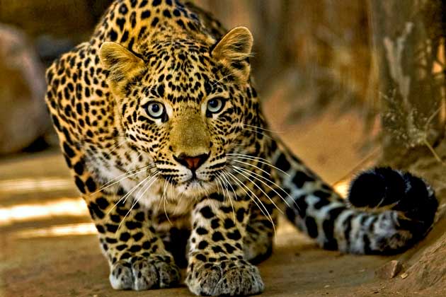 LEOPARDEN