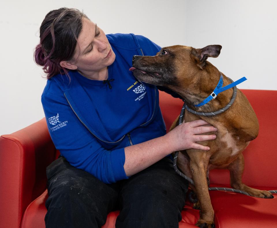 Freddie is a seriously injured, three-legged dog New Jersey authorities rescued in a raid April 3, 2024 Maurice River Township, Cumberland County. The Humane Society of the United States is caring for more than 120 rescued dogs and puppies.