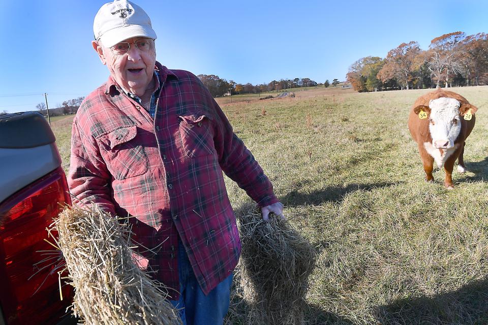 Wayne Waddell of Woodruff talks about how a Duke power line proposal could run through his 168-acre farm and change his way of life. Here, Waddell takes time to feed his cows in the field. 