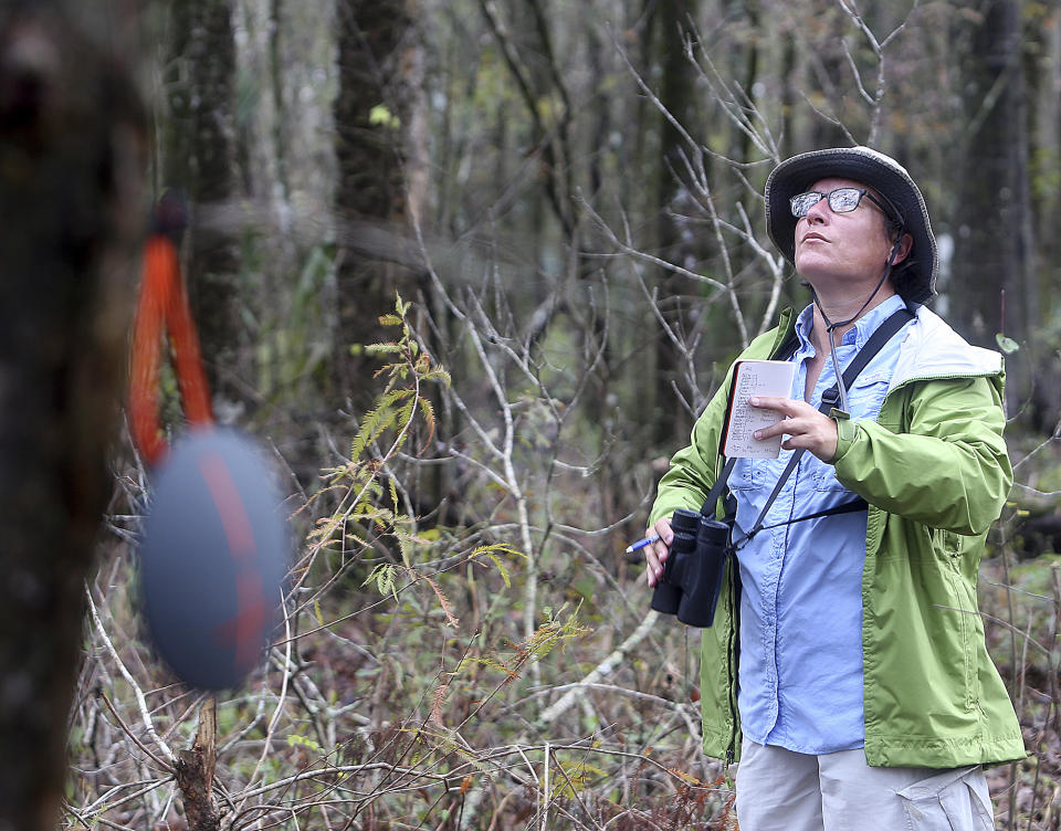 FILE - In this Jan. 2, 2017, file photo, Delaine Leblanc looks for birds off of La. 20 near Chackbay, La., as she participated in the Annual Christmas Bird Count. It's been 120 years since New York ornithologist Frank Chapman launched his Christmas Bird Count as a bold new alternative to what had been a longtime Christmas tradition of hunting birds. And the annual count continues, stronger and more important than ever. (Abby Tabor/The Houma Daily Courier via AP, File)