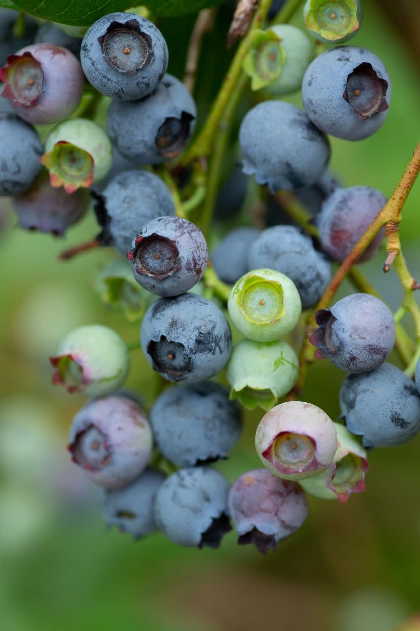 2) Blueberries