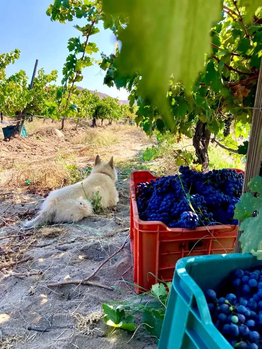 Viñedos en Ensenada bodegas Salto de Fe