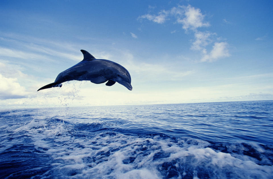 Bottlenose dolphin, jumping from water.<br />