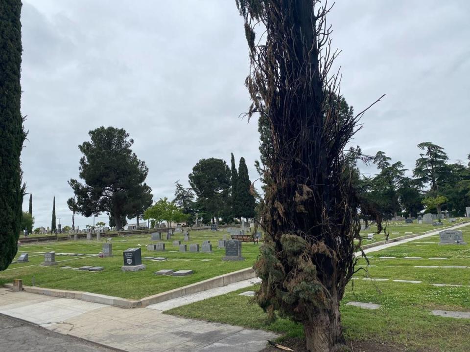 One of 21 scorched cypress trees stands on Wednesday, April 24, 2024, at Ararat Armenian Cemetery. The graveyard has been hit with several suspected arson fires to trees.