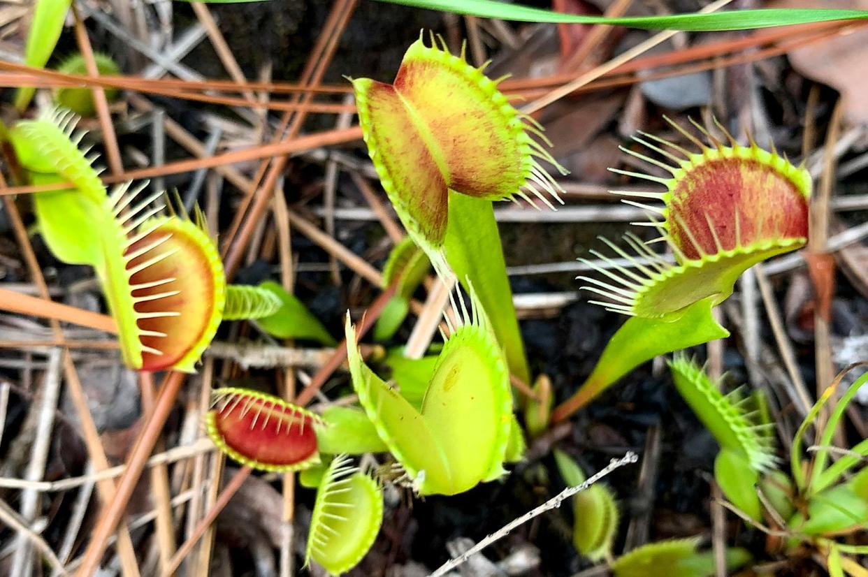 Venus' flytraps only grow naturally in the Coastal Plain areas of North and South Carolina.