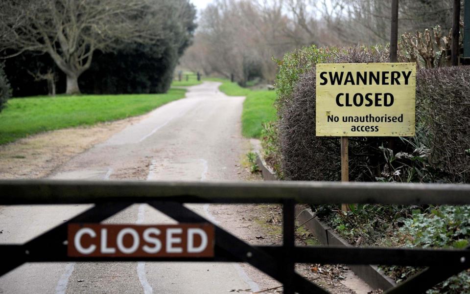 Bird flu has been detected at Abbotsbury Swannery in Dorset, UK - REX/Shutterstock
