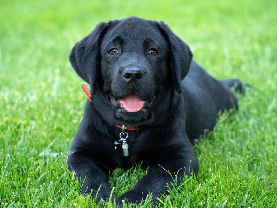 portrait of black labrador