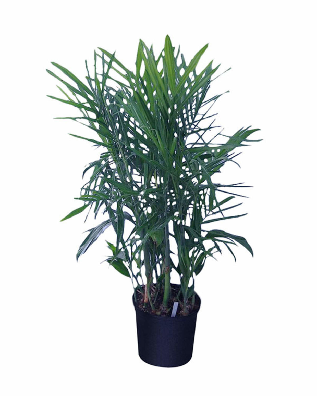 Bamboo Palm (DIFFBOT)