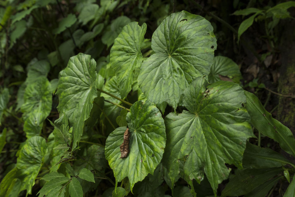 Plants thrive in protected forest on the outskirt of San Jose, Costa Rica, Wednesday, Aug. 24, 2022. Costa Rica went from having one of the world's highest deforestation rates in the 1980s to a nation centered on ecotourism, luring world travelers with the possibility of moving between marine reserves and cloud forest in a single day. (AP Photo/Moises Castillo)