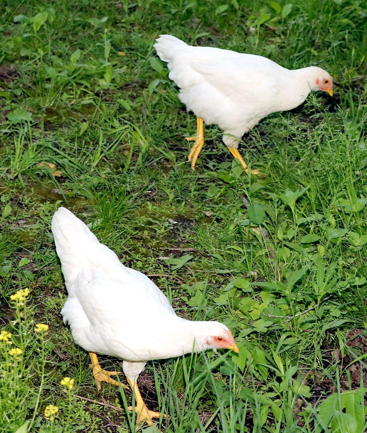 Residents are being reminded to protect their backyard poultry flocks.