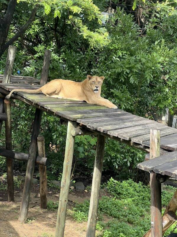 野生幼猴嬉戲掉入展區  遭壽山動物園母獅咬死 高雄壽山動物園2日有母獅咬死野生獼猴意外，一群 獼猴在非洲獅圍欄追逐嬉戲時，一隻幼猴不慎掉入展 區內，遭母獅吞咬死亡。 （壽山動物園提供） 中央社記者蔡孟妤傳真  112年12月3日 