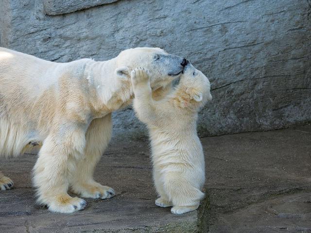 Polar bears could be extinct by 2100, says heartbreaking new study - Big  Think