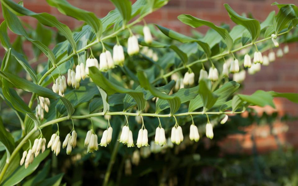 Polygonatum x hybridum AGM - Alamy Images 