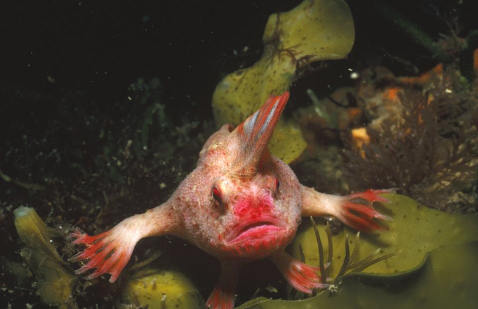 A red handfish looking towards the camera.