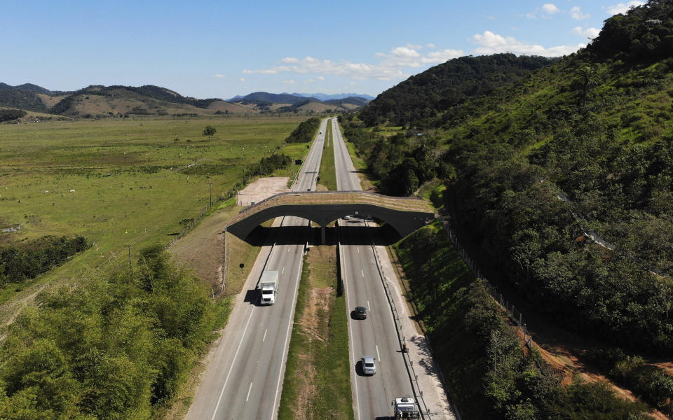 Un puente une partes de la selva sobre una carretera interestatal en Silva Jardim, estado de Río de Janeiro, en Brasil, el jueves 6 de agosto de 2020, y fue construido para que puedan cruzar de un lado hacia otro primates conocidos como tamarinos leones dorados, una especie en peligro. Arriba del puente fueron plantados árboles para favorecer el tránsito de estas criaturas. La carretera divide una de las últimas reservas de selva tropical cerca del litoral atlántico. (AP Foto/Mario Lobao)