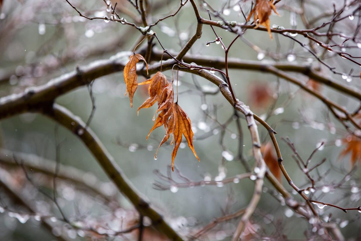 Ice covers tree branches during a snow day on Sunday, Jan. 16, 2022 in Athens. Snowy and icy weather conditions are expected to continue until Monday. 