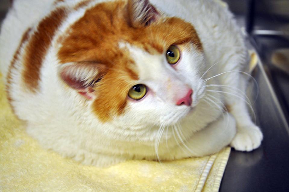 Meow the 40-pound cat!

Meet Meow, a cat fighting to lose 10 pounds so he can be found a new home. The two-year-old orange and white tabby tips the scale at almost 40 pounds, and the Santa Fe Animal Shelter is on a mission to get the feline back into shape. Meow's 87-year-old owner could no longer take care of him, so the pet was turned over to the shelter in southeastern New Mexico for help. 

New Mexico - May 2012

Supplied by WENN.com