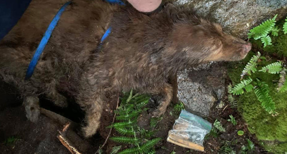 Sadie, a Chesapeake Bay Retriever, lies on the ground as her owner Chris Roush sits with her. The dog was missing for five days in Sleeping Giant State Park. She's deaf and fell down a ravine but somehow survived.