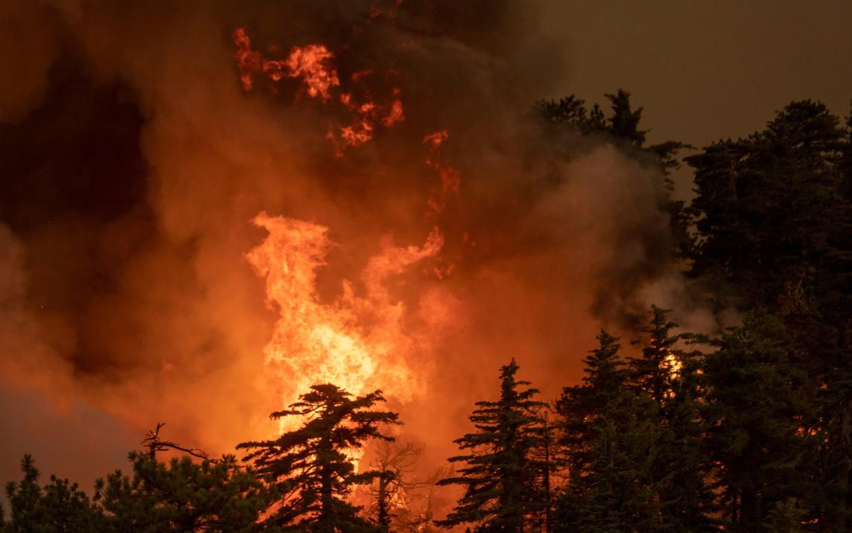 The Bobcat Fire consumes a forest in the Angeles National Forest  - Getty Images North America 