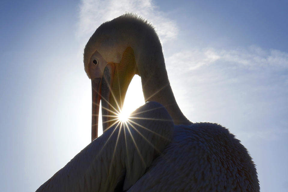 A pelican preens his feathers in front of low winter sun in St James's Park in London, Monday, Nov. 6, 2023. (AP Photo/Kirsty Wigglesworth)