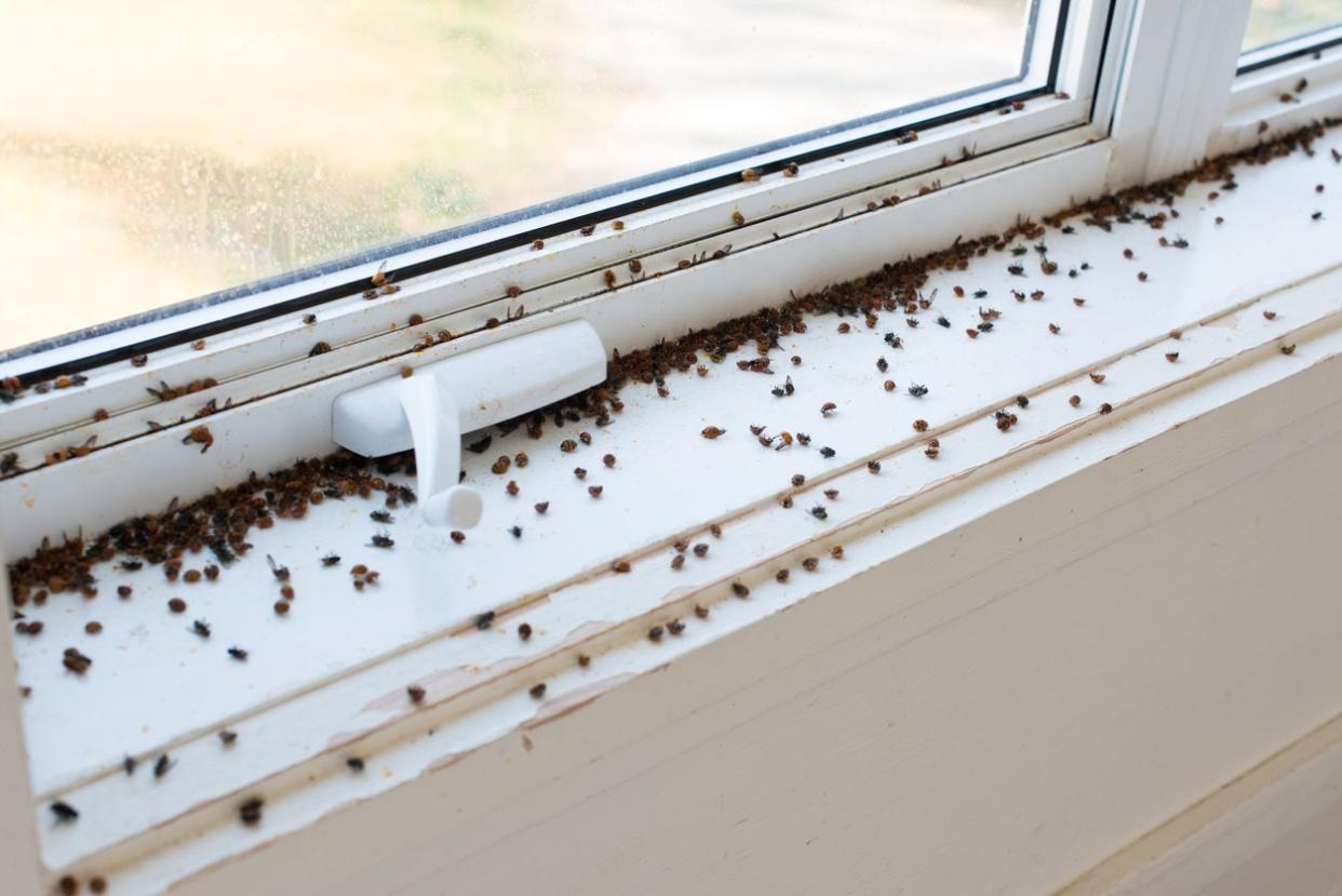 tiny black bugs in house near window